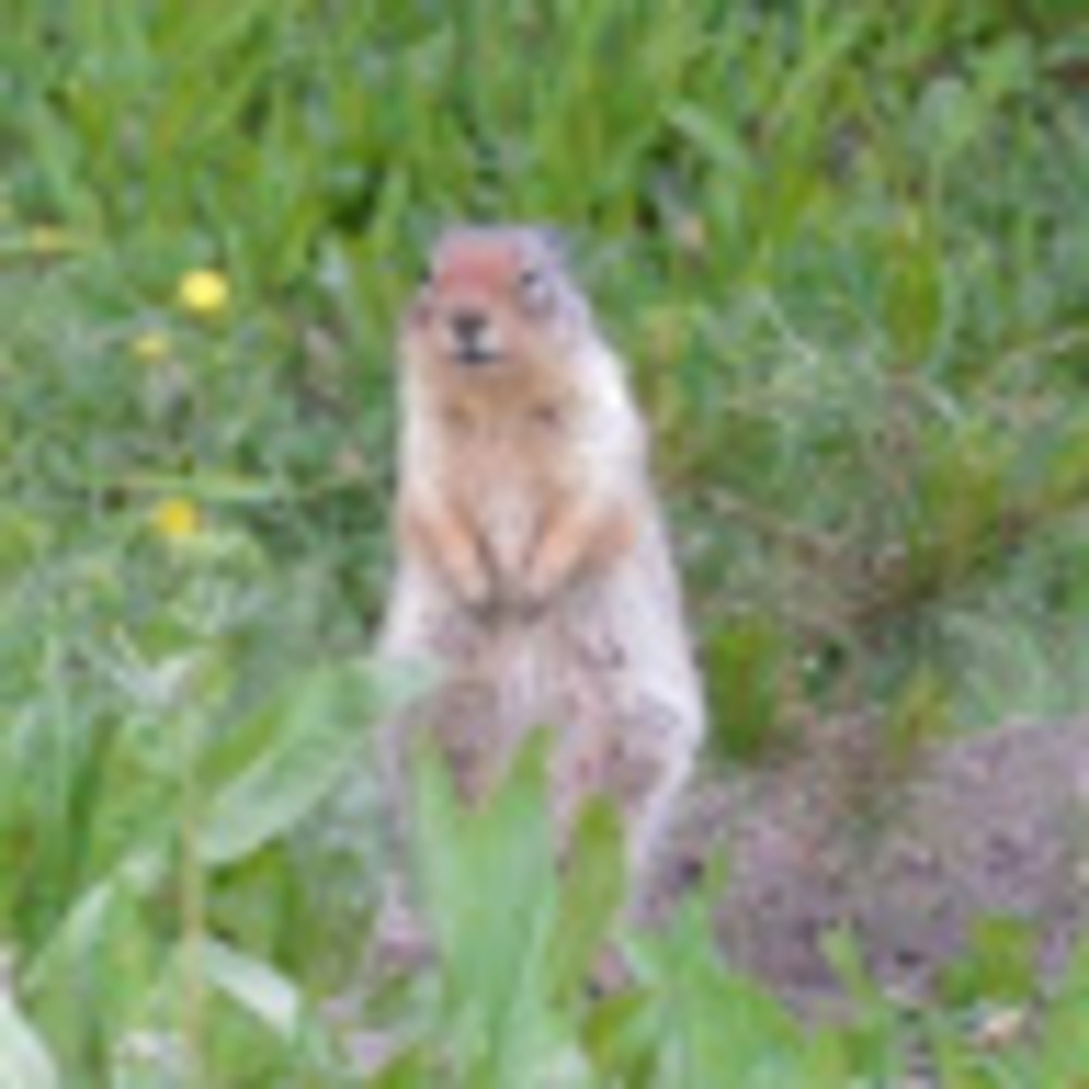 Meet your Posher, Vowel
